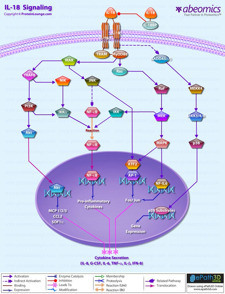 IL 18 Signaling il-18-signaling